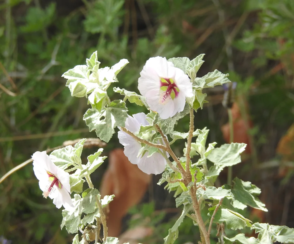 Lavatera Maritima