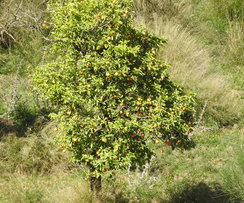 Citrus Aurantium