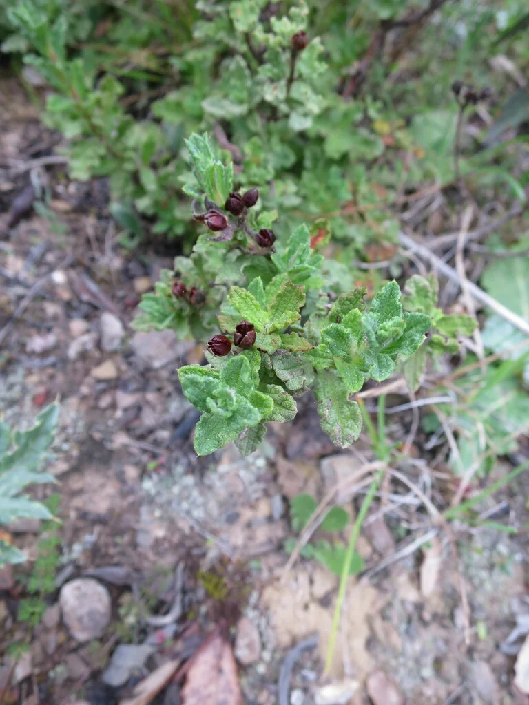 Cistus Crispus