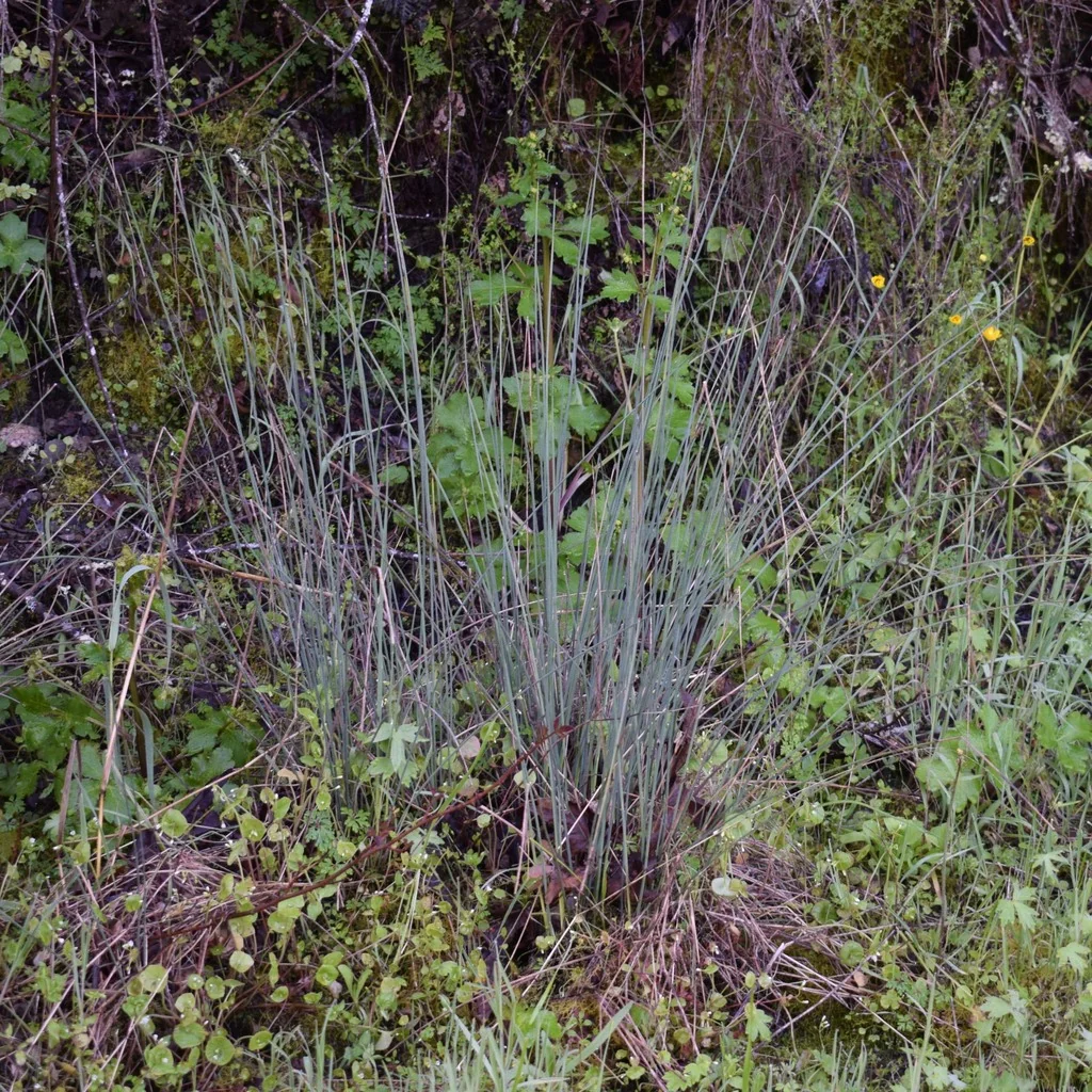 Juncus Patens
