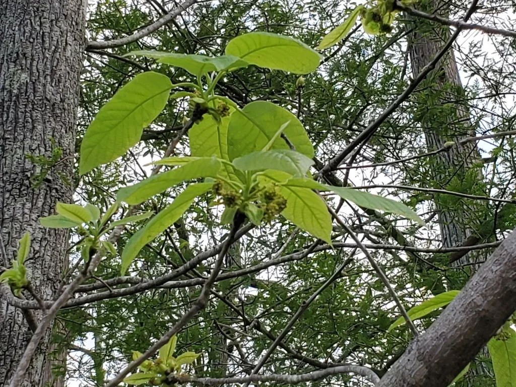 Nyssa Aquatica