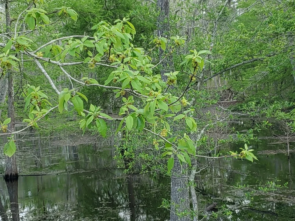Nyssa Aquatica