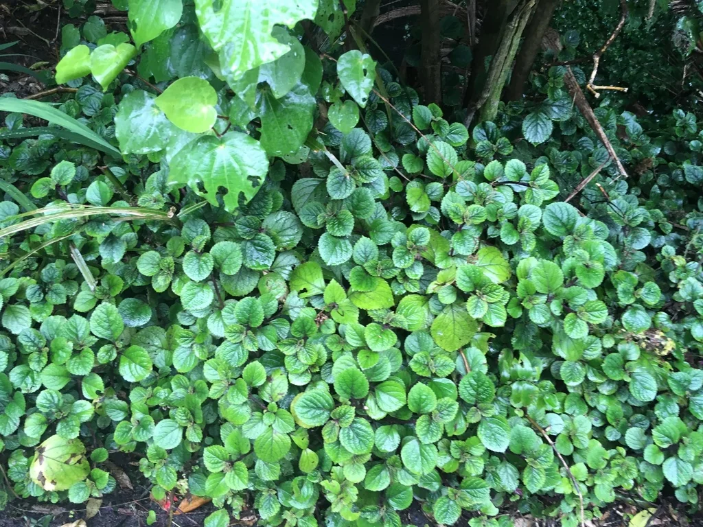 Plectranthus ciliatus