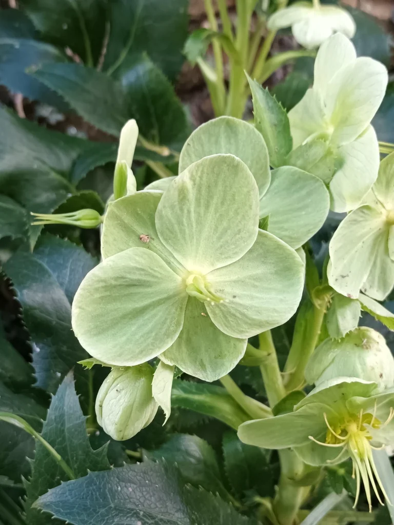 Helleborus Argutifolius