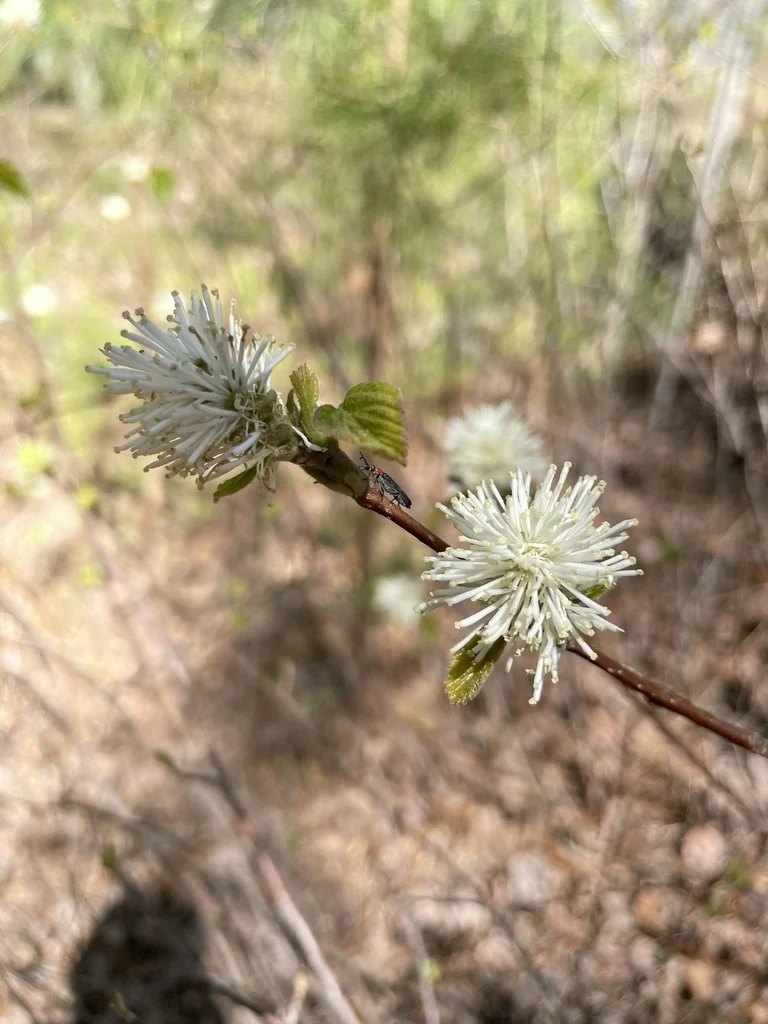 Fothergilla Major
