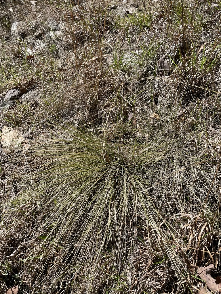 Muhlenbergia capillaris