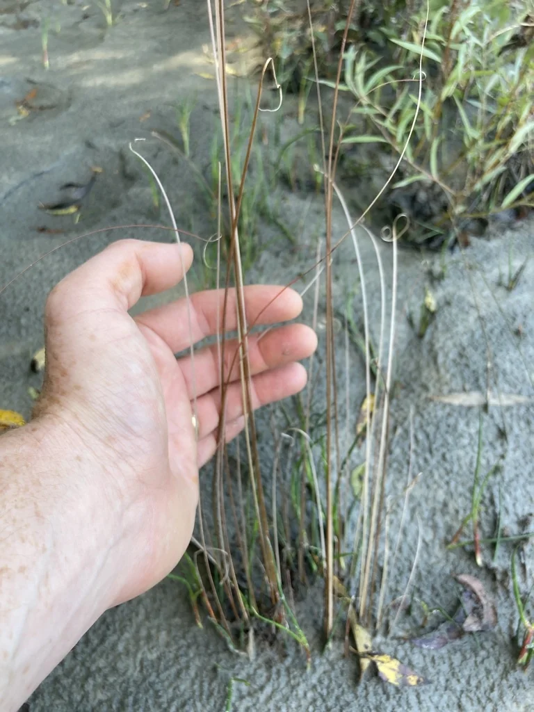 Carex Buchananii