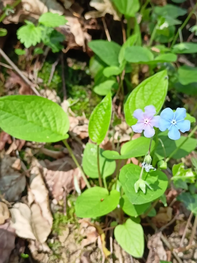 Omphalodes Verna