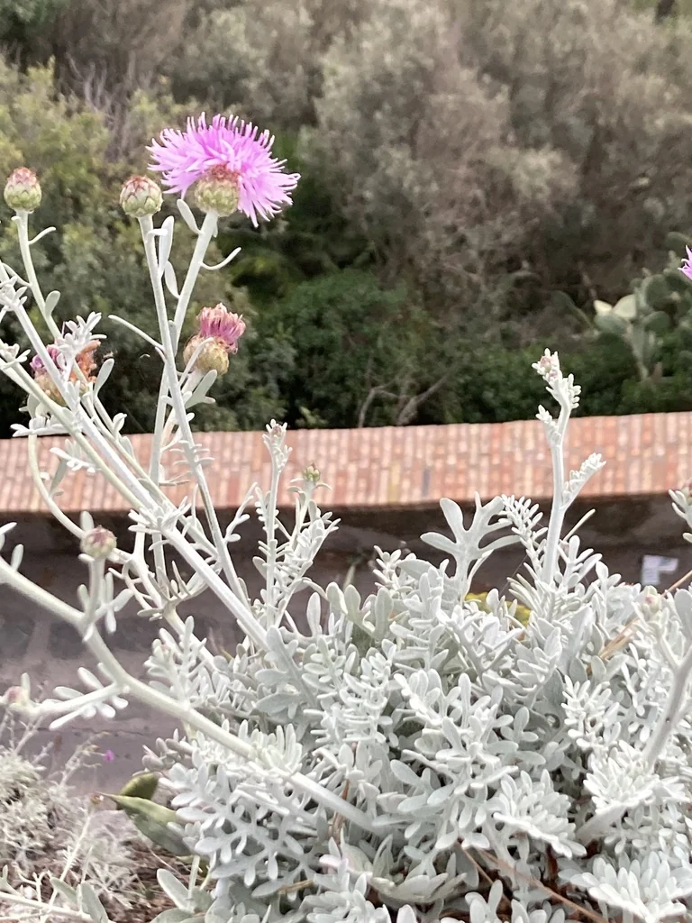 Centaurea Cineraria