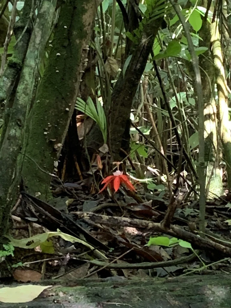 Passiflora Vitifolia