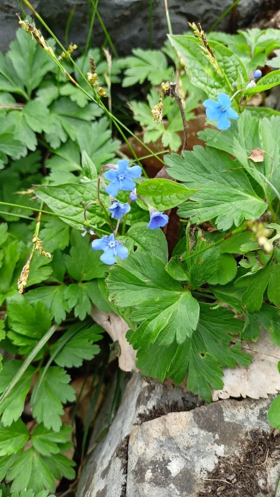 Omphalodes Verna