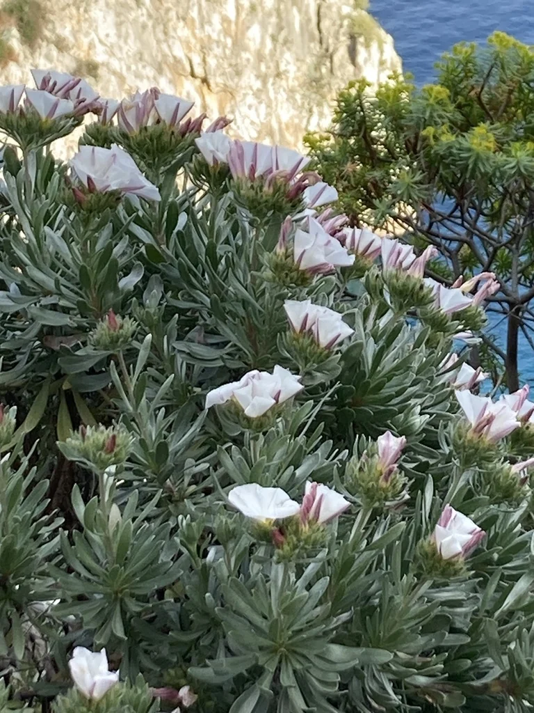Convolvulus Cneorum