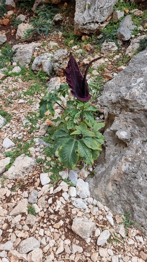 Dracunculus Vulgaris