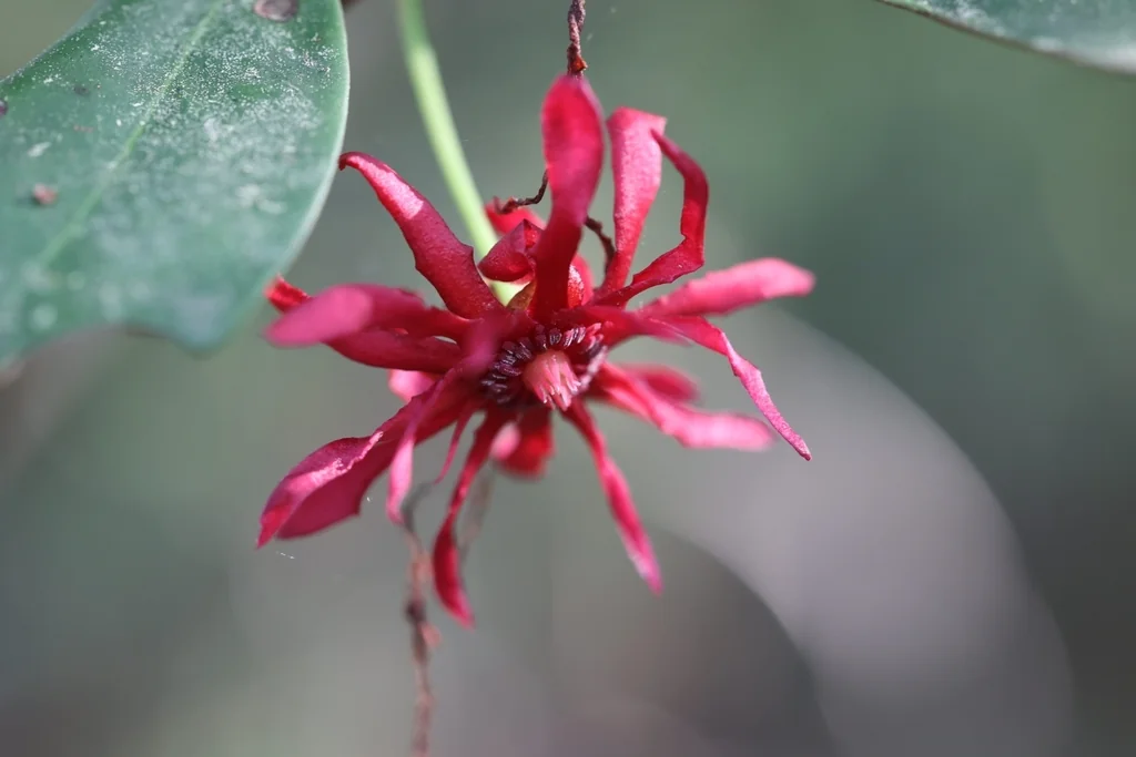Illicium Floridanum