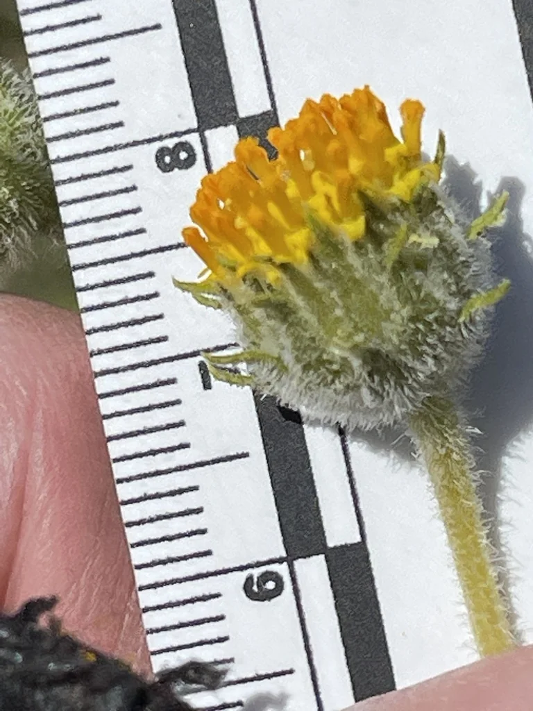 Encelia Frutescens