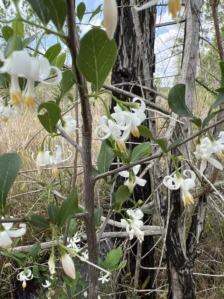 Styrax Americanus