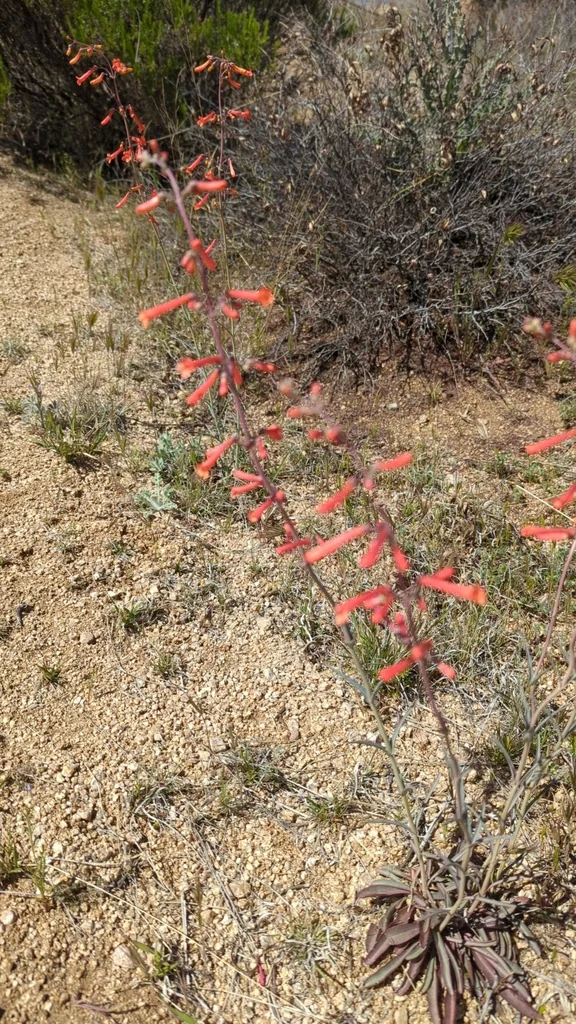 Penstemon Subulatus