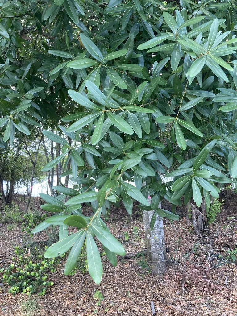 Quercus laurifolia