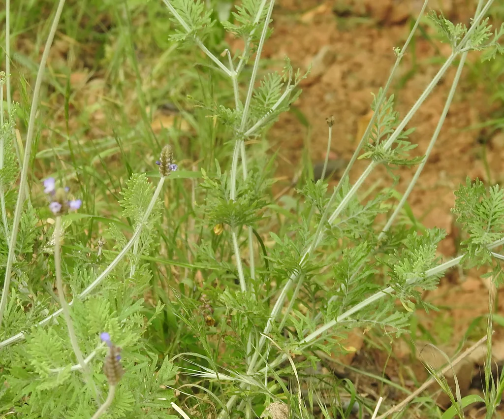 Lavandula Multifida