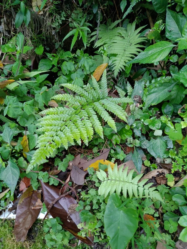 Microlepia Strigosa