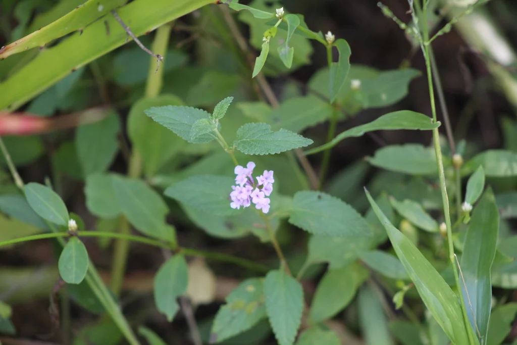 Lantana montevidensis