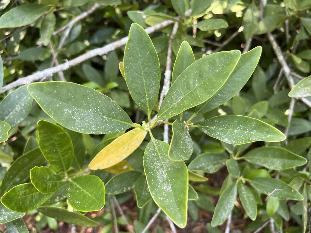 Illicium Floridanum
