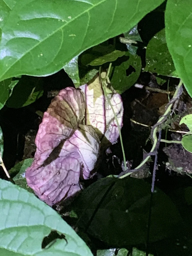 Aristolochia Grandiflora