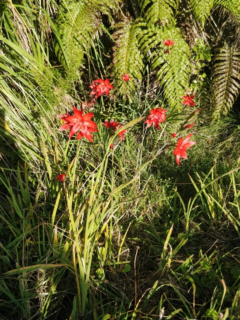 Schizostylis Coccinea