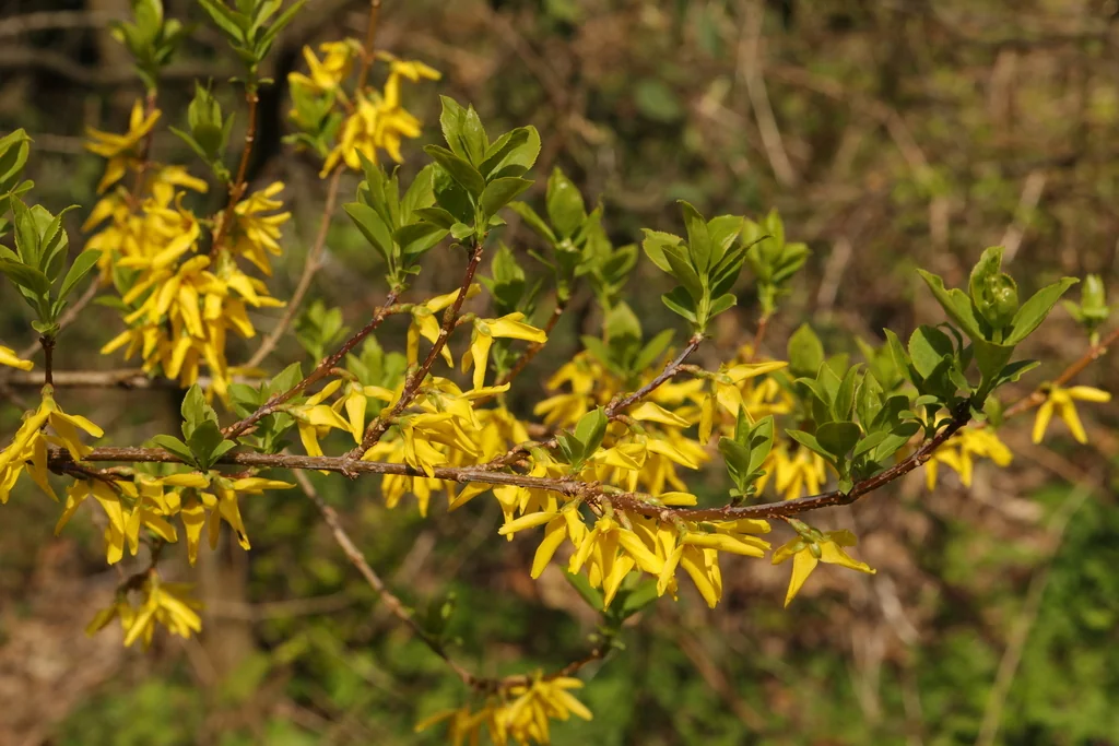 Forsythia x intermedia