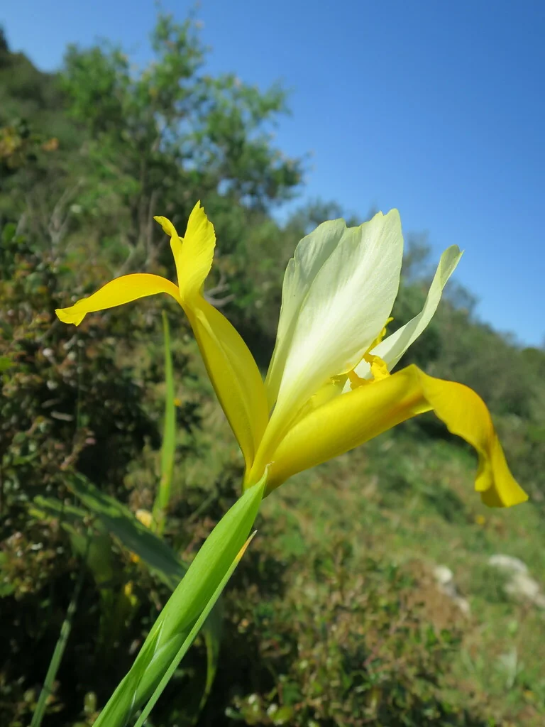 Iris Xiphium
