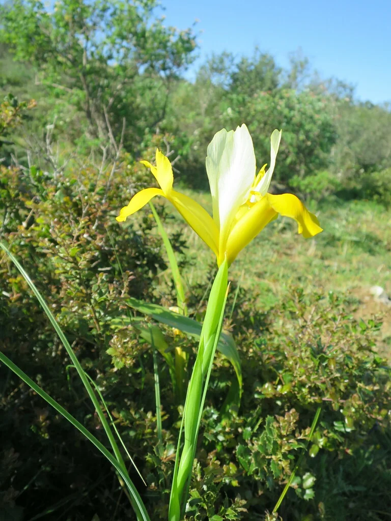 Iris Xiphium