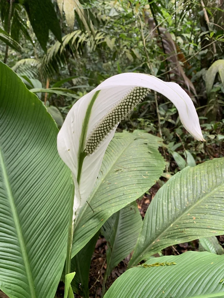 Spathiphyllum wallisii