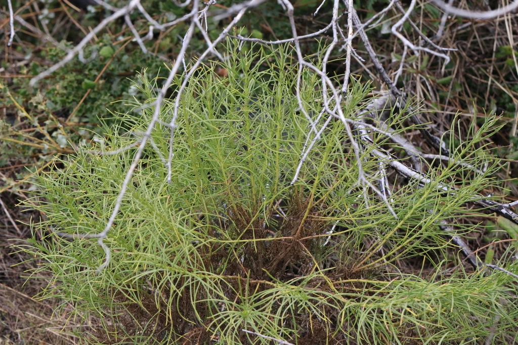 Ericameria Arborescens