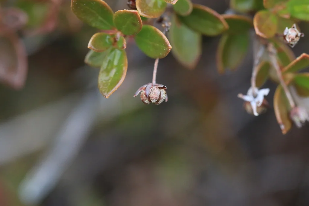 Kalmiopsis Leachiana