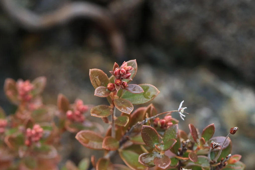 Kalmiopsis Leachiana