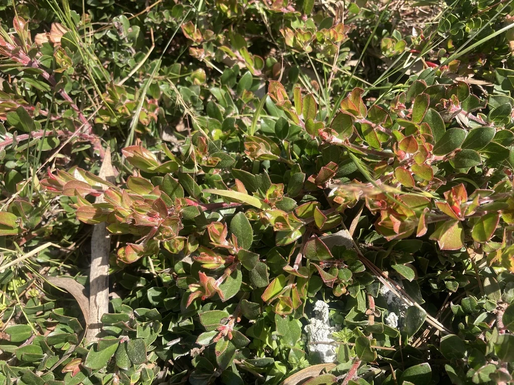 Arctostaphylos Edmundsii