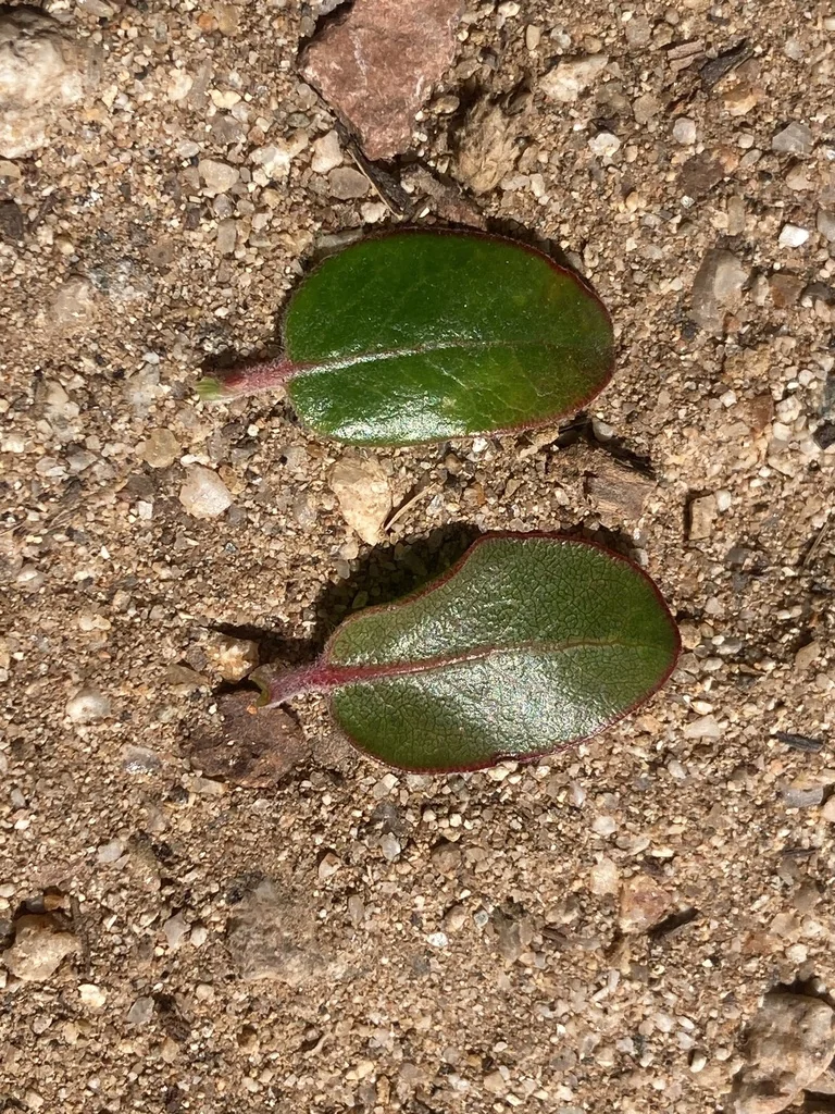 Arctostaphylos Edmundsii