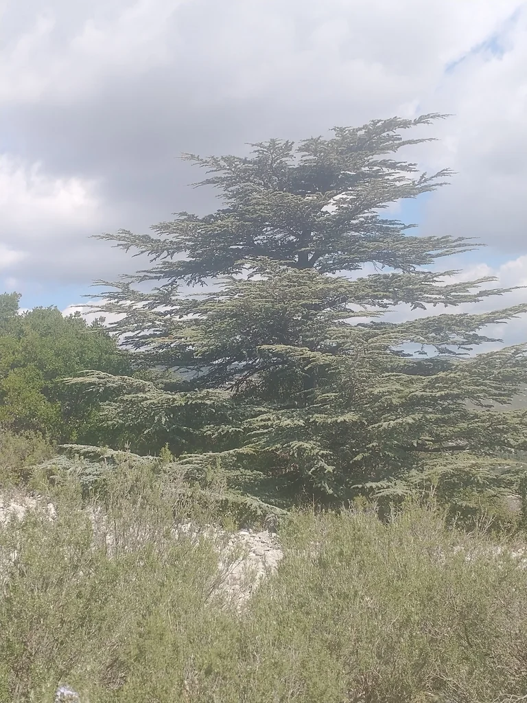 Cedrus atlantica