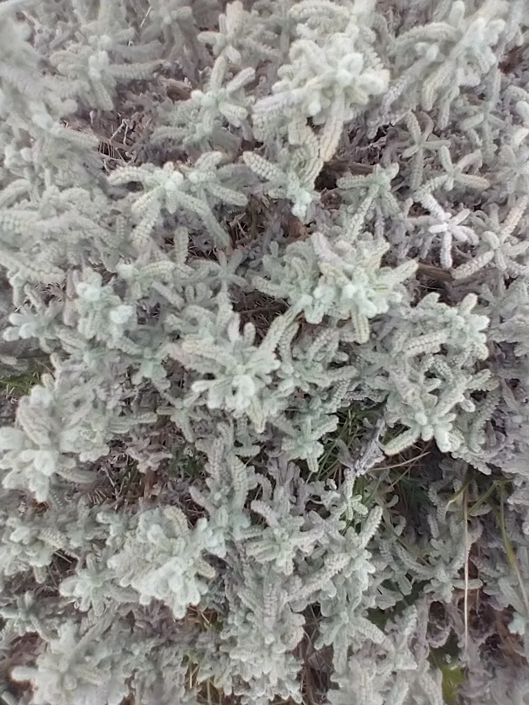 Santolina Chamaecyparissus