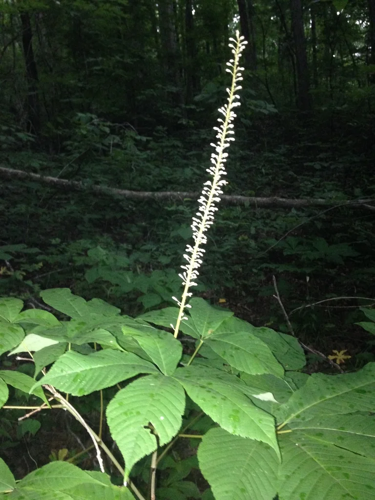 Aesculus Parviflora