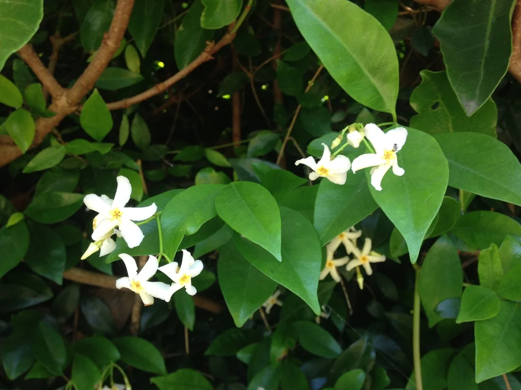 Trachelospermum Asiaticum
