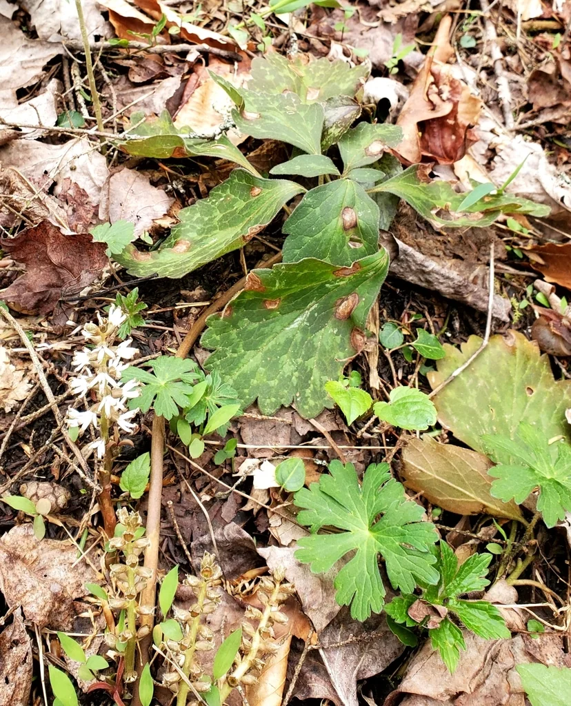 Pachysandra Procumbens