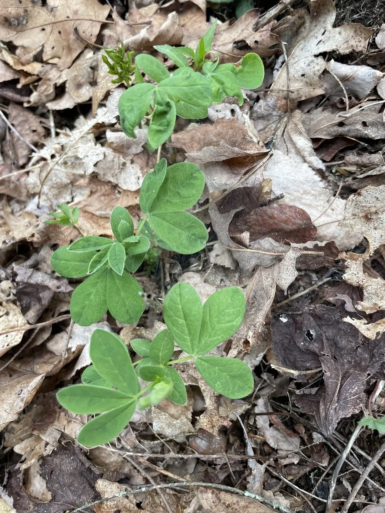 Thermopsis Caroliniana
