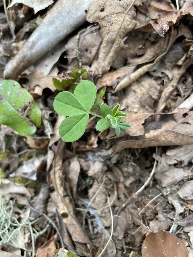 Thermopsis Caroliniana