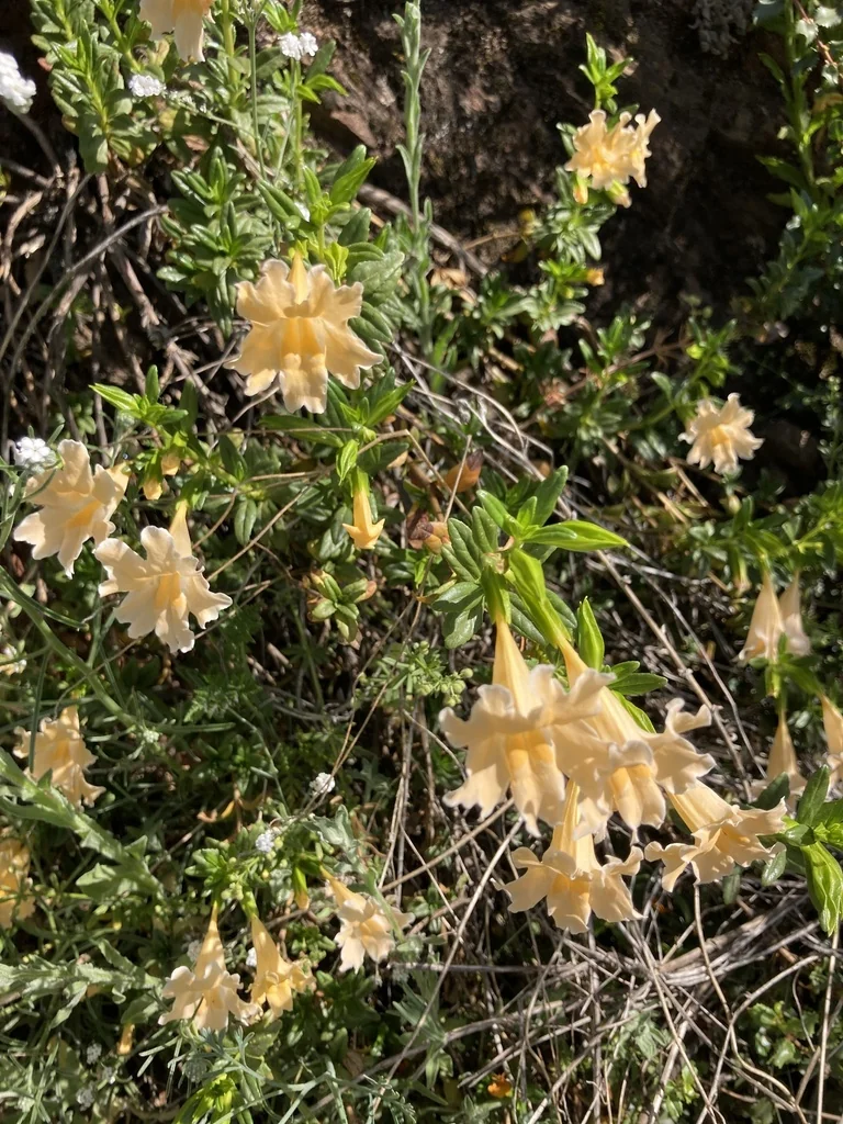 Diplacus Grandiflorus