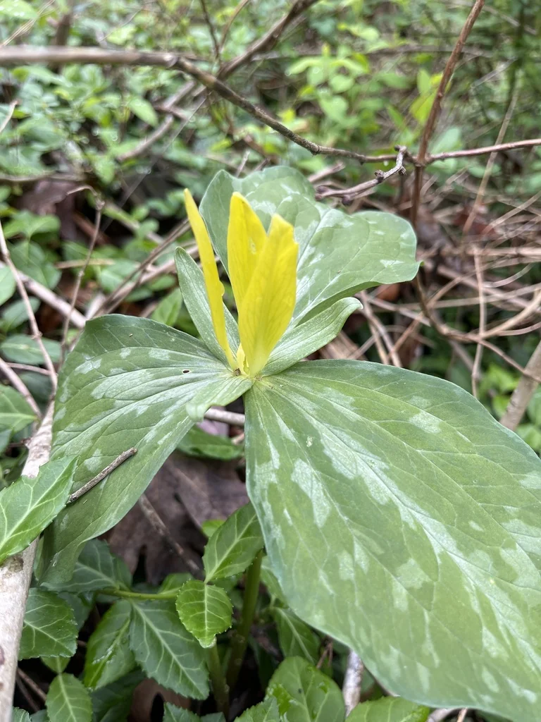 Trillium Luteum