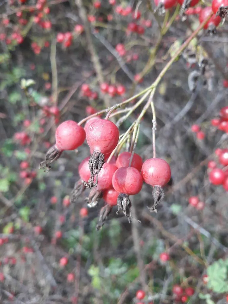 Rosa Pisocarpa
