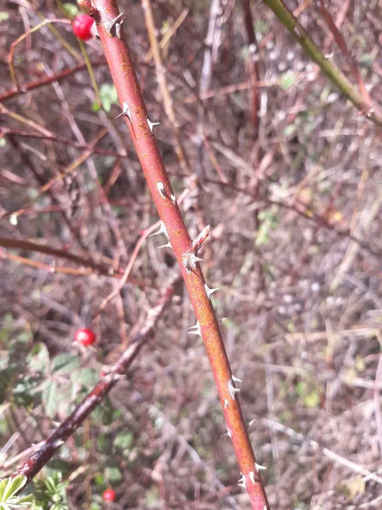 Rosa Pisocarpa