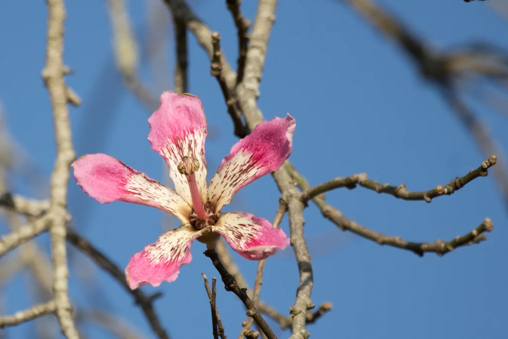 Ceiba Speciosa