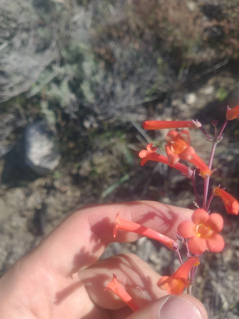 Penstemon Subulatus